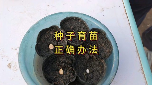 海棠苗木价格受什么影响?规格、树形和起苗方式都是因素 海棠苗木价格受什么影响?规格、树形和起苗方式都是因素