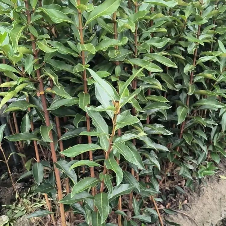 园林苗木养护如何做记录?用简单台账提高管理效率 园林苗木养护如何做记录?用简单台账提高管理效率